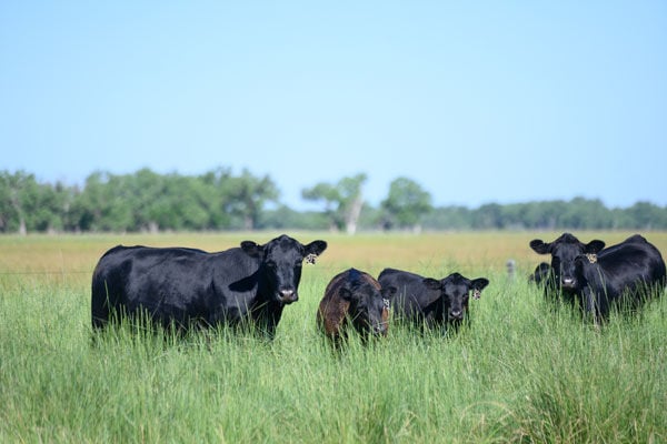 Black Angus 3